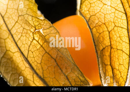 Eine physalis Früchte und Schale auf einem schwarzen Hintergrund von einem Supermarkt in England Großbritannien GB gekauft Stockfoto