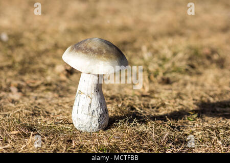 Großer weißer Pilz im Wald, Herbst Ernte nach Regen. Stockfoto