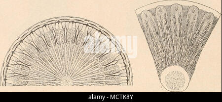 . Abb. 10 S. Lepidodiscus elegans Witt (550/1). (/ A.Schmidt.) Abb. 10 "J. Wittia insiguis Pant. (700/1). (/ Pa n tocse k.) 41. Wittia Pant. Gesamtkoordinator kreisförmig, umrandet, mit bogenförmigen, mit kleinem versehenen Randfalten Anhängsel. Centrum punktiert, durch glatten Ring von der Scheibenfläche getrennt. Struktur der Scheibenfläche flammig, am Rande gestreift. Ich Kunst. Fossil. W. insignis Pant. (Abb. 109). A. Ich. 2. d. - Discoideae-Actinodisceae Asterolamprinae. Zellen discusförmig. Gesamtkoordinator radiär gebaut, Orig.-Lauf aktinomorph. In der Schalenzeichnung Aktinomorphie geslört bisweilen. Schale Stockfoto
