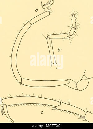 . Abb. 20. Nymphon paucidens, n. sp.: a. Oviger der holotypus: X47. b. Palp der holotypus: &Lt;60. c. Terminal Segmente der dritten Etappe der weiblichen: x47. Nymphon charcoti, Bouvier (Abb. 10 b). N. charcoti, Bouvier, 1911, S. 1138; 1913, S. 81, Text-Abbn. 32-34. N. charcoti, Kaiman, 1915, S. 29. Ein'', charcoti, Loman, 1923, S. 15. St. 39. 25.iii.26. East Cumberland Bay, South Georgia, von 8 Kabel S81° W von Merton Rock bis 1-3 km N 7°E von Macmahon Rock, 179-235 m.; Gy. M. grosse Scherbrettnetzen: 17 Exemplare, einschließlich ovigerous und larvigerous $$, mehrere mit inkrustierende Polyzoa. St. 42. I.IV. 26. O Stockfoto