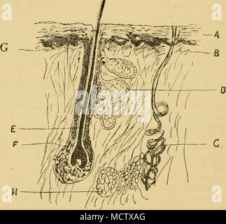 . Im obigen Bild von einem Teil der Haut des Pferdes ist der cuticlCj, B Das ist Derma, C ist ein Schweiß Drüse, D ist eine Talgdrüse, E die Haare in die Follikel, F ist der Haarzwiebel, G ist eine papille, und H ist eine Gruppe von Fettzellen. - Der Abschnitt ist sehr vergrößert. In der Pferd, der BORSTIGE hautanhangsgebilde wie Pferd bekannt - Haare, sollte von den anderen Haare bilden den Mantel unterschieden werden. Letztere sind fein und kurz vor allem in den Regionen, wo die Haut dünn ist, und wo die Haare sind - auf jeder anderen Imbricated. Die ehemalige sind dicker und länger, die der Stockfoto