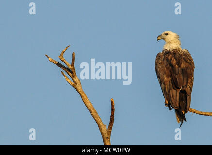 White-bellied Sea-Eagle Vogel (Haliaeetus leucogaster) sitzen auf dem Baum, Yellow Waters, Billabong, Kakadu National Park, Northern Territory, Australien. Stockfoto