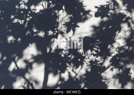 Schatten der Blätter und Zweige an einer Wand Stockfoto