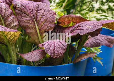 Bunte, Senf Grüns grünen 'Giant Red' wachsen in großen blauen Plastikbehältern, in einem Hinterhof essen Garten im Oktober (Südwesten British Columbia). Stockfoto