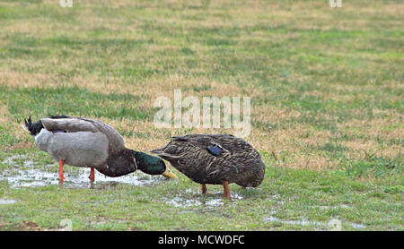 Männliche und weibliche Stockenten im Regen Stockfoto