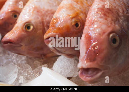 Vier red snapper Fisch zu Street Food Markt verkauft. Chinatown, Bangkok, Thailand Stockfoto