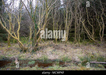 Wasserfall Land, vier Wasserfälle - Brecon Beacons National Park Stockfoto