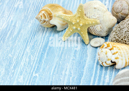 Verschiedene Muscheln und Seesterne liegend auf die bemalten alten Holztisch Makro anzeigen Stockfoto