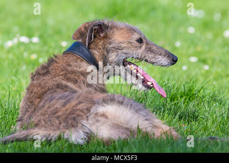 Weibliche Scottish Deerhound Lurcher Hund sitzen auf Gras in der Sonne im Frühjahr in Großbritannien. Stockfoto