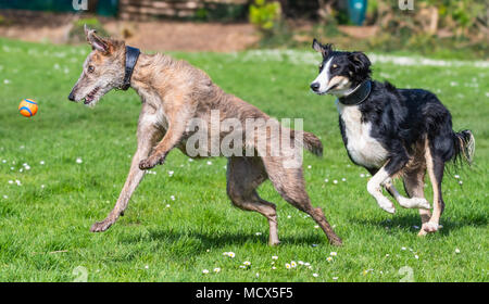 Ein Mann und eine Frau paar Lurcher Hunde spielen in einem Park im Frühjahr in Großbritannien. Happy Lurcher Hunde jagen eine Kugel in einem Park. Stockfoto