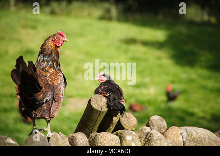 Brut der freien Strecke bantam Hühner herumlaufen in einem kleinen Holding Stockfoto