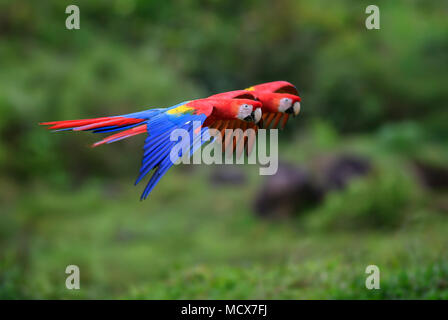 Hellrote Ara - Ara macao, große schöne bunte Papagei aus Mittelamerika Wälder, Costa Rica. Stockfoto