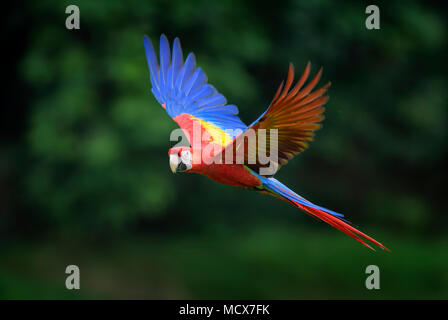 Hellrote Ara - Ara macao, große schöne bunte Papagei aus Mittelamerika Wälder, Costa Rica. Stockfoto