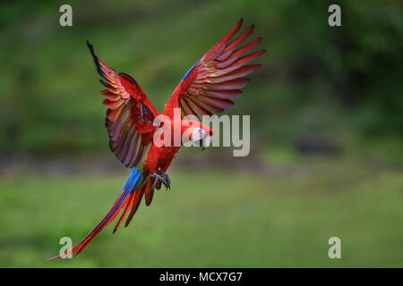 Hellrote Ara - Ara macao, große schöne bunte Papagei aus Mittelamerika Wälder, Costa Rica. Stockfoto