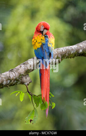 Hellrote Ara - Ara macao, große schöne bunte Papagei aus Mittelamerika Wälder, Costa Rica. Stockfoto