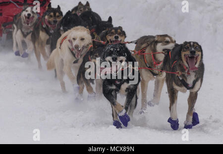 67 Musher startete die 46. jährliche Iditarod Trail Sled Dog Race mit einem 11-Meile zeremoniellen Start in Anchorage, Alaska, 3. März 2018. "Das letzte große Rennen der Welt" wirft 1.000 Meilen von Alaska zackige Gebirgszüge, gefrorene Flüsse, dichte Wälder, öde Tundra und Meilen von windigen Küste an der Musher und ihre Hunde Teams, als sie ihre Augen auf die Ziellinie in Nome, auf der Bering Meer Küste. (U.S. Air Force Foto von älteren Flieger Curt Strand) Stockfoto