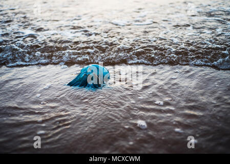 Tote Quallen am Ufer von den Wellen weggespült Stockfoto