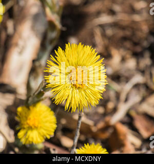 Blühenden Huflattich. Helle gelb Frühling Blumen der Huflattich (Tussilago farfara) Stockfoto