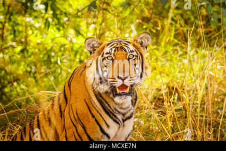 Beeindruckende männlichen Sub-nach Bengal Tiger (Panthera tigris) Nahaufnahme, Ranthambore Nationalpark, Rajasthan, Nordindien Stockfoto