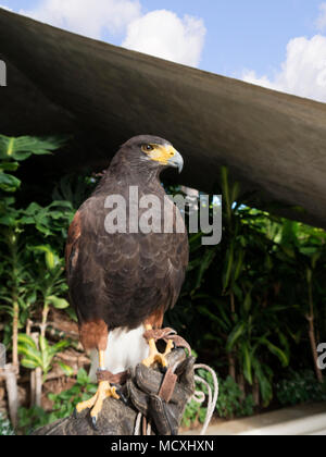 Harris Hawk auf dem Gelände eines Luxus Hotels in Funchal Madeira Portugal Sonne genannt. Stockfoto