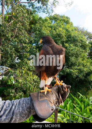 Harris Hawk auf dem Gelände eines Luxus Hotels in Funchal Madeira Portugal Sonne genannt. Stockfoto