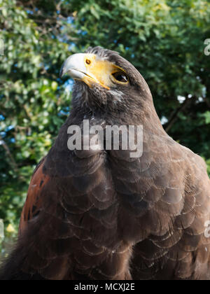 Harris Hawk auf dem Gelände eines Luxus Hotels in Funchal Madeira Portugal Sonne genannt. Stockfoto