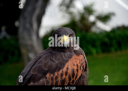 Harris Hawk auf dem Gelände eines Luxus Hotels in Funchal Madeira Portugal Sonne genannt. Stockfoto