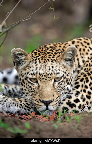 Leopard (Panthera pardus), Erwachsener, Tier Portrait, Lügen, schlafend, beobachten, aufmerksam, Sabi Sand Game Reserve Stockfoto