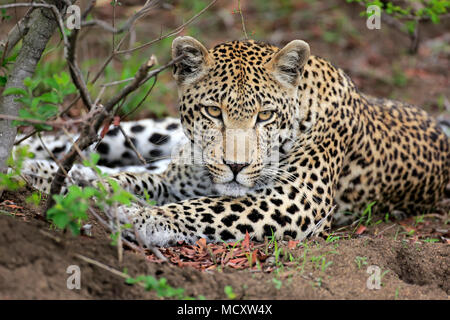 Leopard (Panthera pardus), Erwachsener, Tier Portrait, Lügen, schlafend, beobachten, aufmerksam, Sabi Sand Game Reserve Stockfoto