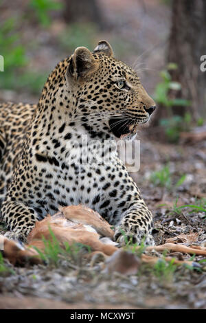 Leopard (Panthera pardus), Erwachsener, mit Raub, beobachten, aufmerksam, Tier Portrait, Sabi Sand Game Reserve, Kruger National Park Stockfoto