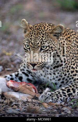 Leopard (Panthera pardus), Erwachsener, mit Beute und Blut auf seine Schnauze, Tier Portrait, Sabi Sand Game Reserve Stockfoto