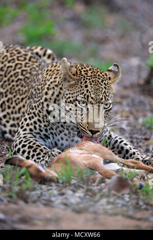 Leopard (Panthera pardus), Erwachsener, mit Beute beim Füttern, aufmerksam, Sabi Sand Game Reserve, Krüger Nationalpark, Südafrika Stockfoto