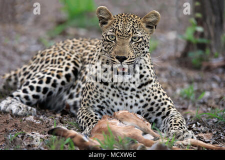 Leopard (Panthera pardus), Erwachsener, mit Raub, beobachten, aufmerksam, Sabi Sand Game Reserve, Krüger Nationalpark, Südafrika Stockfoto