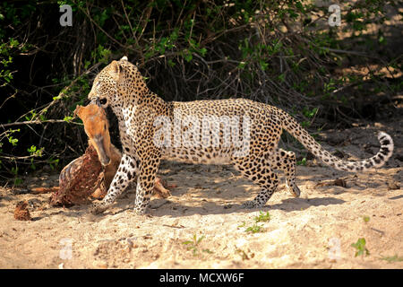 Leopard (Panthera pardus), Erwachsener, mit Raub, Fütterung, Sabi Sand Game Reserve, Krüger Nationalpark, Südafrika Stockfoto