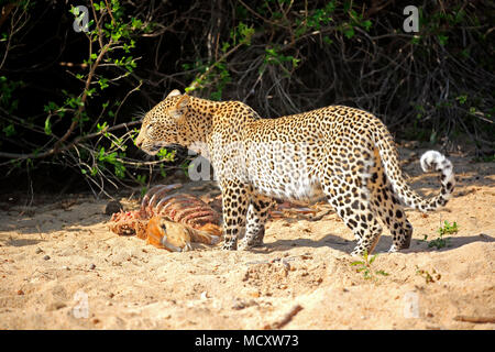 Leopard (Panthera pardus), Erwachsener, mit Raub, Sabi Sand Game Reserve, Krüger Nationalpark, Südafrika Stockfoto