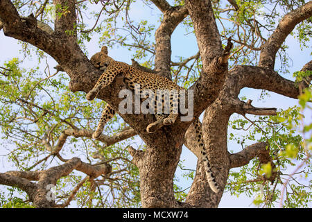 Leopard (Panthera pardus), Erwachsener, ruht auf Baum, Sabi Sand Game Reserve, Krüger Nationalpark, Südafrika Stockfoto