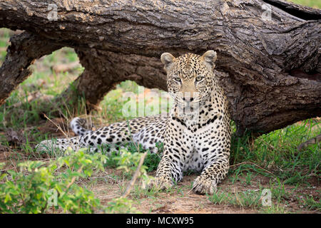 Leopard (Panthera pardus), Erwachsener, auf dem Boden liegend, aufmerksam, Beobachten, Blick in die Kamera, Sabi Sand Game Reserve Stockfoto