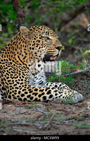Leopard (Panthera pardus), Erwachsener, auf dem Boden liegend, aufmerksam, Beobachten, Tier Portrait, Sabi Sand Game Reserve Stockfoto