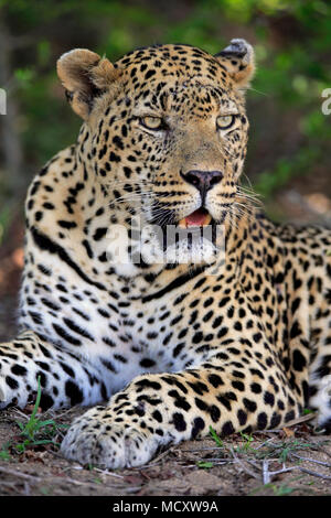 Leopard (Panthera pardus), Erwachsener, auf dem Boden liegend, aufmerksam, Beobachten, Tier Portrait, Sabi Sand Game Reserve Stockfoto