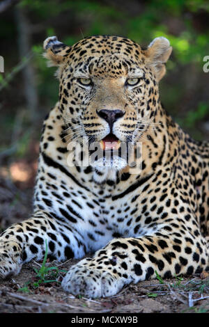 Leopard (Panthera pardus), Erwachsener, auf dem Boden liegend, aufmerksam, Beobachten, Tier Portrait, Sabi Sand Game Reserve Stockfoto