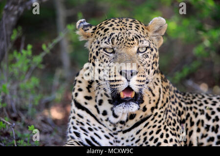 Leopard (Panthera pardus), Erwachsener, auf dem Boden liegend, aufmerksam, Beobachten, Tier Portrait, Sabi Sand Game Reserve Stockfoto
