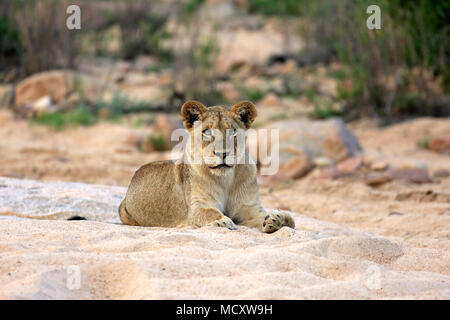 Löwe (Panthera leo), erwachsene Frau, sich ausruhen, Lügen, Beobachten, im trockenen Flussbett, Sabi Sand Game Reserve, Kruger National Park Stockfoto