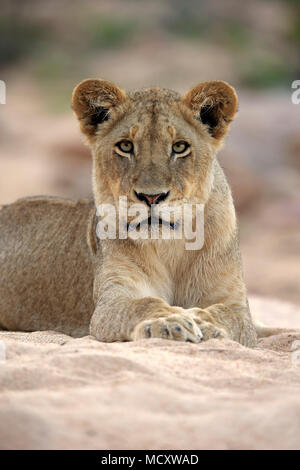 Löwin (Panthera leo), erwachsene Frau, aufmerksam, Beobachten, liegt im trockenen Flussbett, Sabi Sand Game Reserve, Kruger National Park Stockfoto