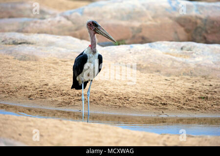 Marabu (Leptoptilos crumeniferus), Erwachsener, im Wasser, Krüger Nationalpark, Südafrika Stockfoto