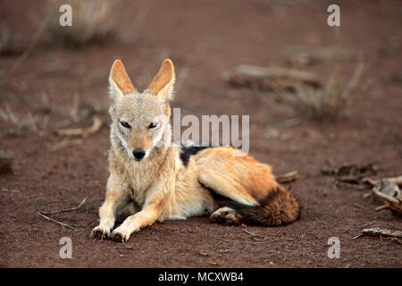Black-backed Jackal (Canis mesomelas), Erwachsener, Ausruhen, Krüger Nationalpark, Südafrika Stockfoto