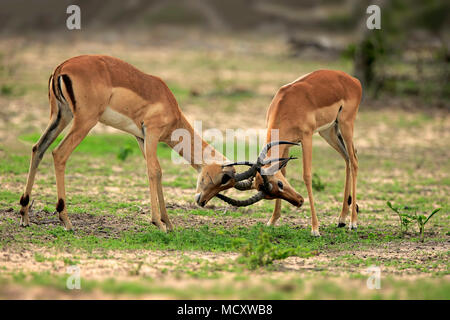 Impalas (Aepyceros melampus), zwei Männer kämpften, Sabi Sand Game Reserve, Krüger Nationalpark, Südafrika Stockfoto