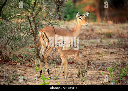 Impalas (Aepyceros melampus), Erwachsener, alter Weibchen mit Jungen, soziales Verhalten, Sabi Sand Game Reserve, Kruger National Park Stockfoto