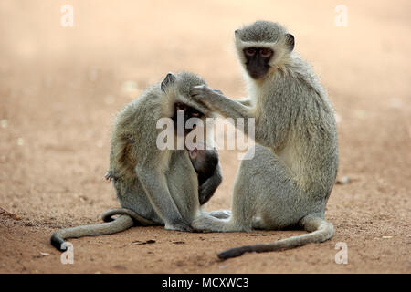 Meerkatze (Chlorocebus pygerythrus), erwachsenes Weibchen mit Jungen Laus, soziales Verhalten, Fellpflege, Kruger National Park Stockfoto