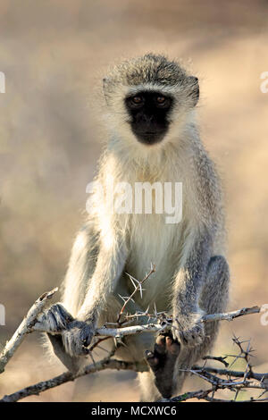 Meerkatze (Chlorocebus pygerythrus), Erwachsener, sitzt auf Acacia, Krüger Nationalpark, Südafrika Stockfoto