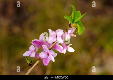 Mezereon (Daphne mezereum), rosa Blüte, Oberbayern, Bayern, Deutschland Stockfoto